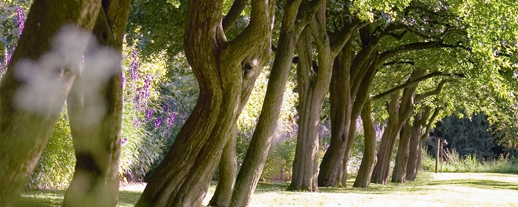 Reihe hoher Bäume im WALA Heilpflanzengarten an einem sonnigen Tag. Zwischen den Bäumen verläuft ein gepflegter Weg, umgeben von üppiger Vegetation. Die Szene strahlt Ruhe, Naturverbundenheit und Harmonie aus.