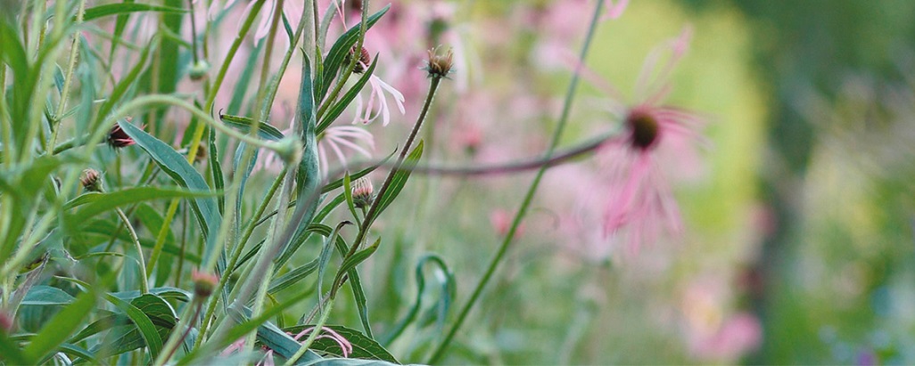 Blühende Echinacea-Pflanze mit leuchtend rosa-violetten Blütenblättern und markanter, stacheliger Blütenmitte im WALA Heilpflanzengarten. Die Pflanze steht inmitten grüner Vegetation und symbolisiert natürliche Heilkraft und Vitalität