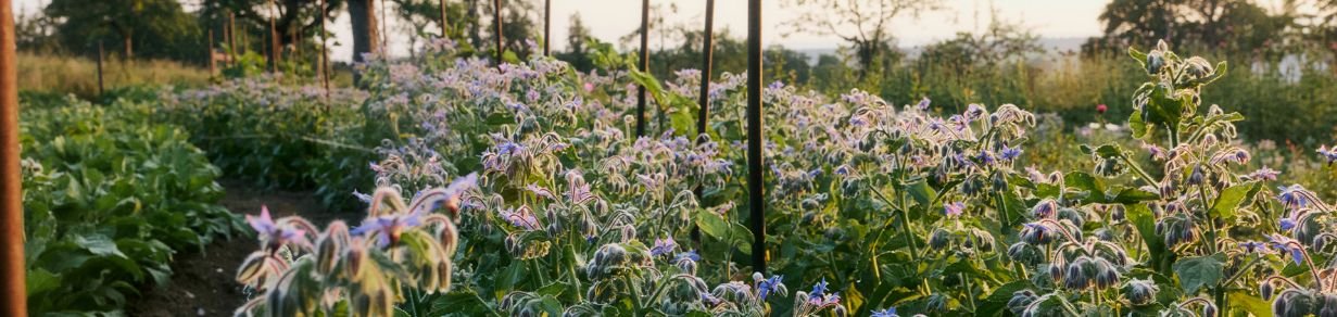 Reihe von blühenden Pflanzen auf einem Feld bei tiefstehender Abendsonne, mit einzelnen Holzstangen und Bäumen im Hintergrund
