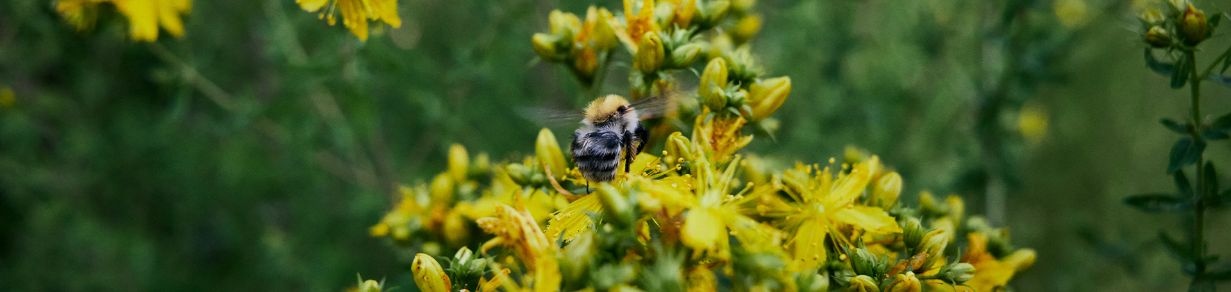 Nahaufnahme einer Hummel auf gelben Blüten in natürlicher Umgebung